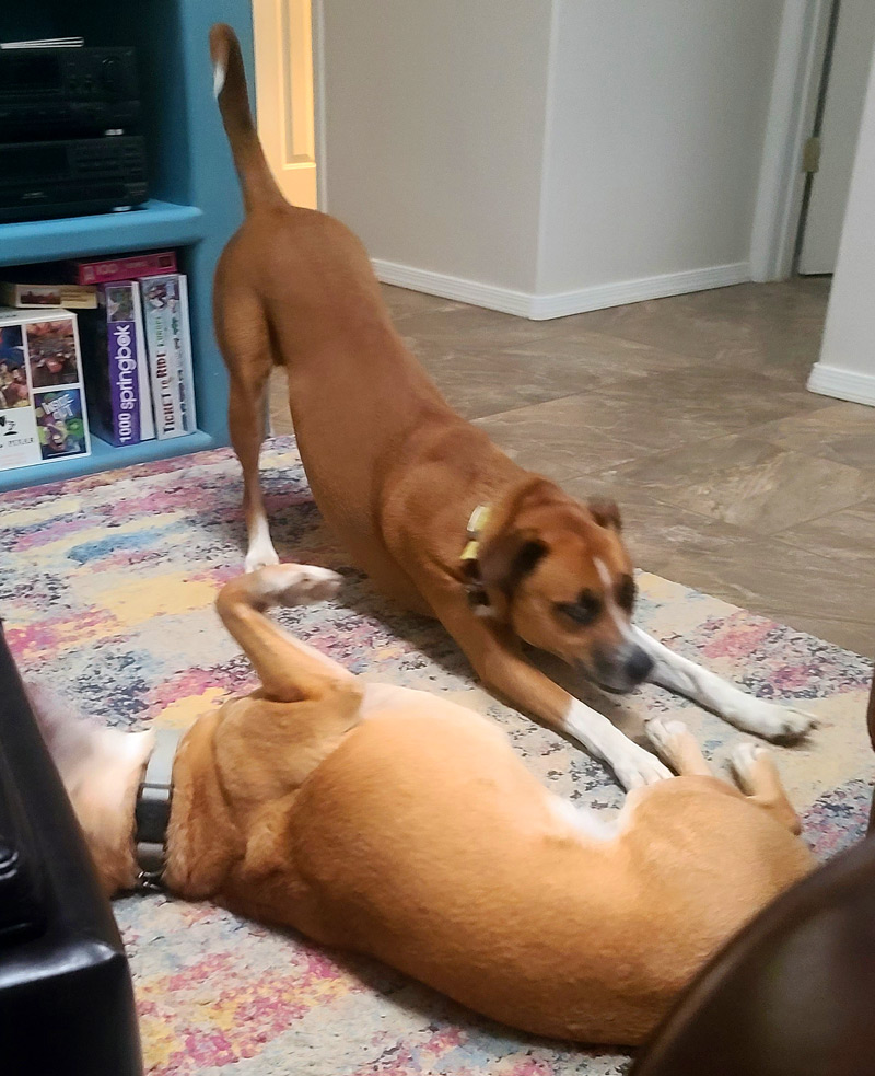 Photo of two dogs playing