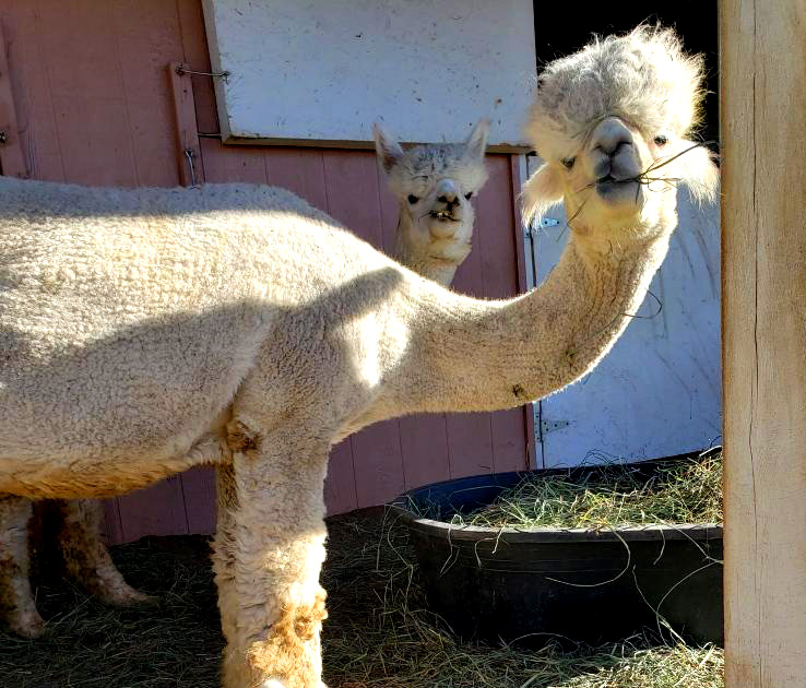 Photo of two llamas