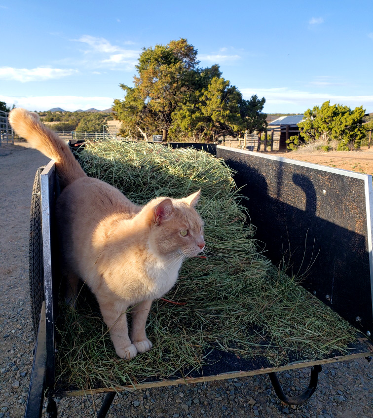 Cat on a hay wagon