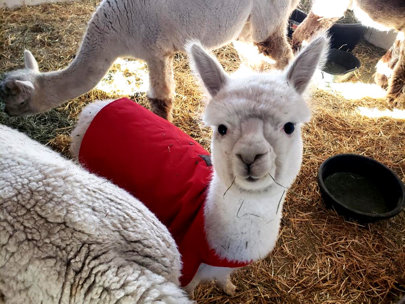Cute llama baby