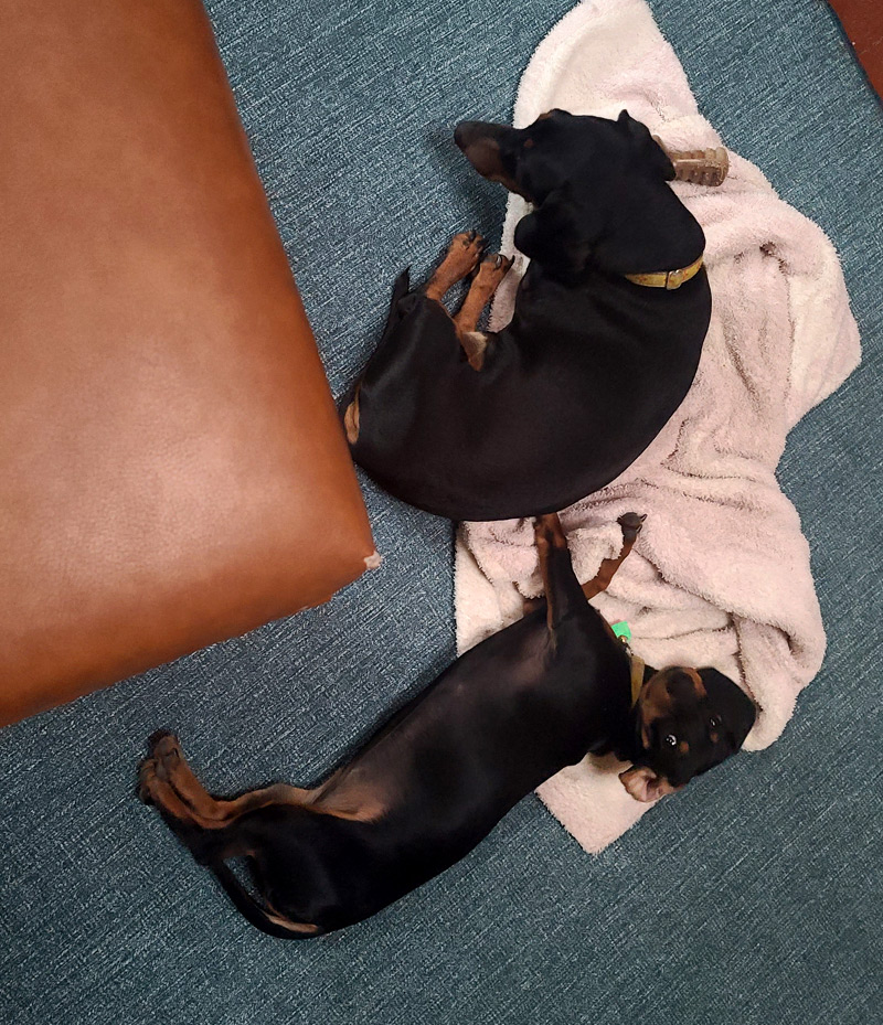 Two cute dachshounds