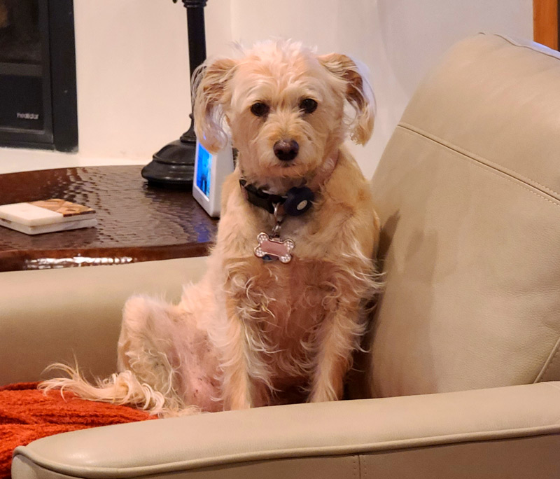 Dog on a chair