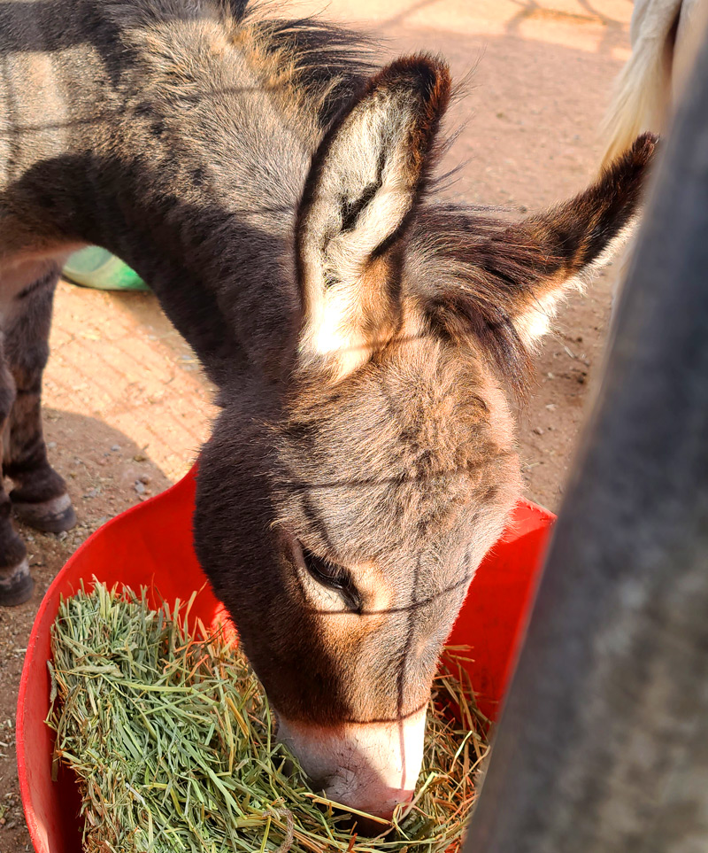Donkey eating hay