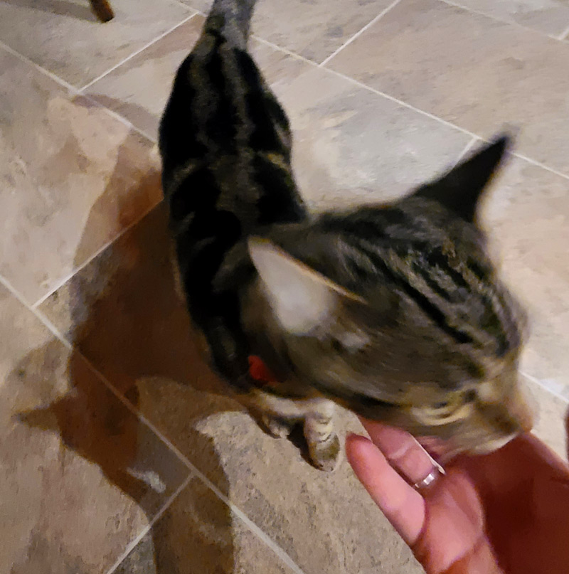 Petting a cat