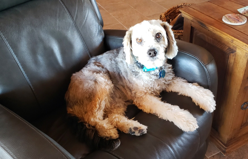 Poodle on recliner