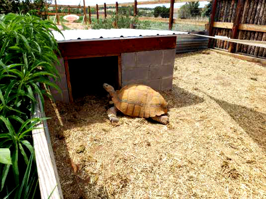 Turtle crawling into hut